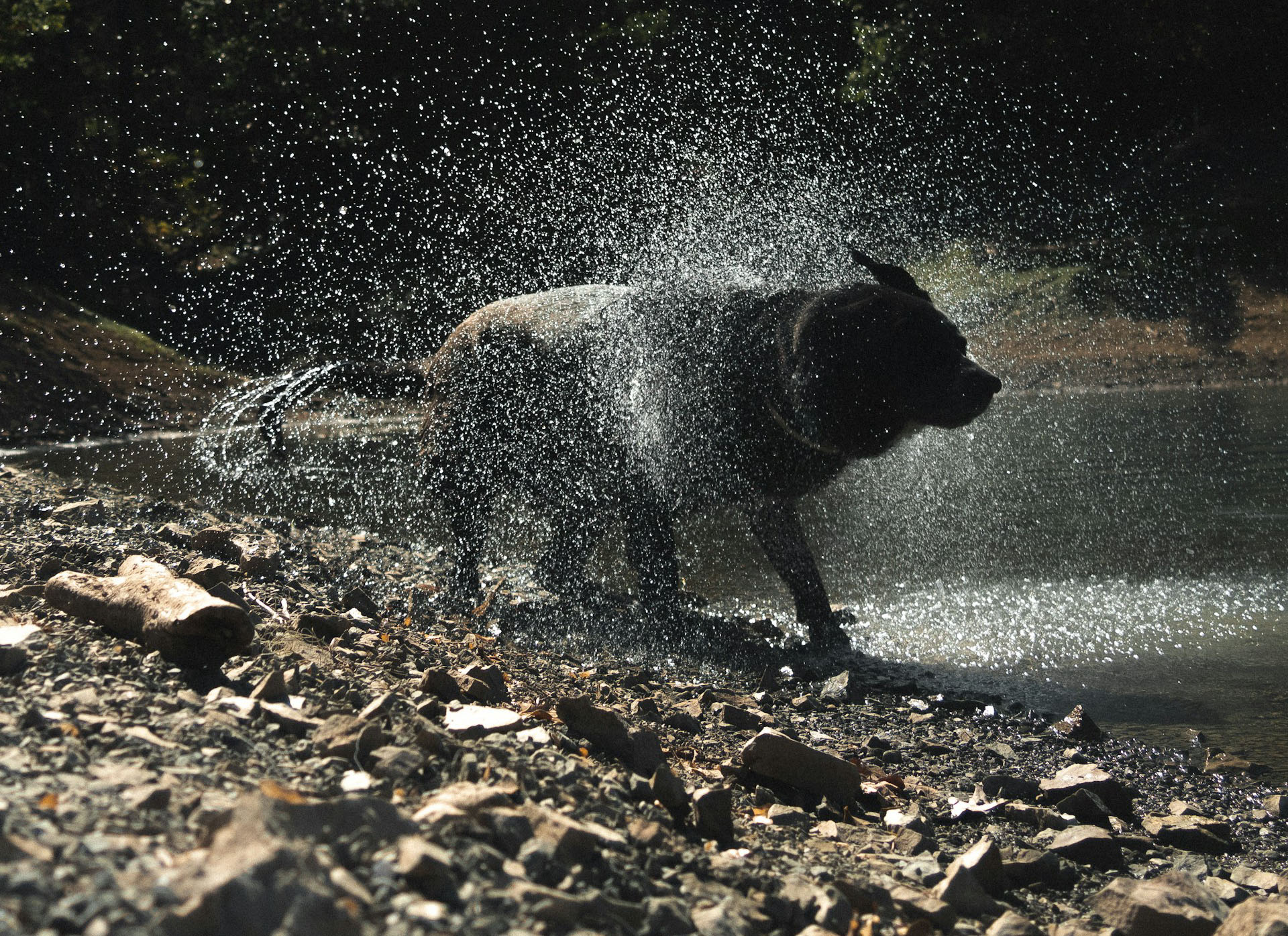 A dog on a rocky beach shaking off water