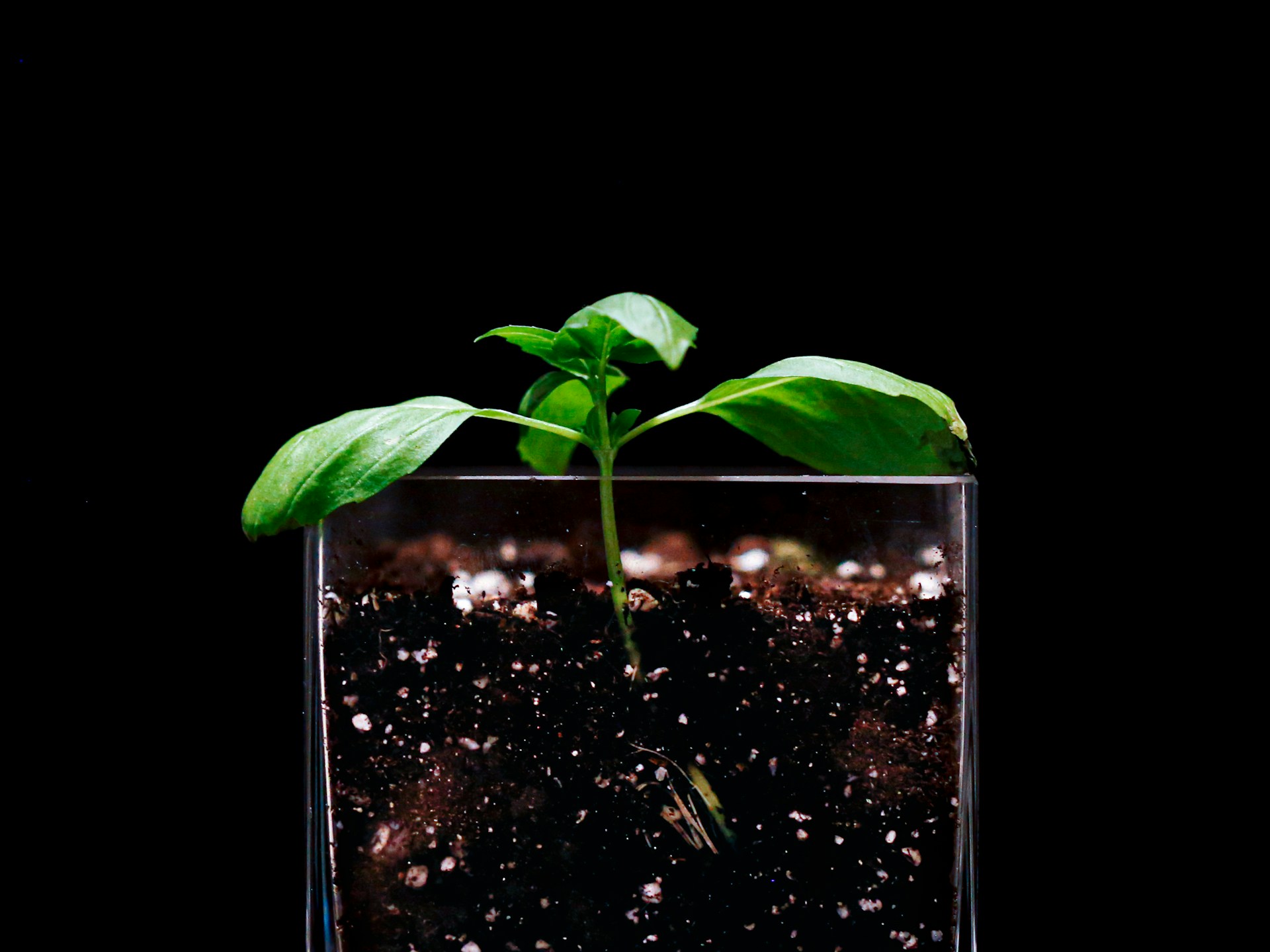 Help Seedlings of Ambition Take Root
